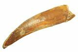 Fossil Pterosaur (Siroccopteryx) Tooth - Morocco #297017-1